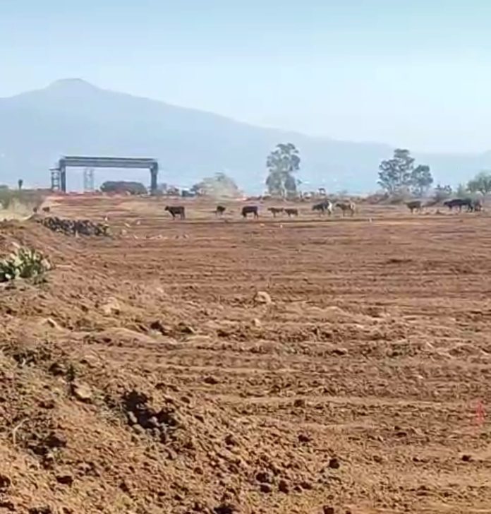 El nuevo Libramiento de Morelia se construye sobre terrenos agrícolas y no barrancas: propietaria
