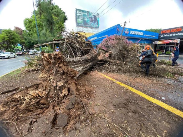Retiran 16 árboles caídos por lluvias en Morelia