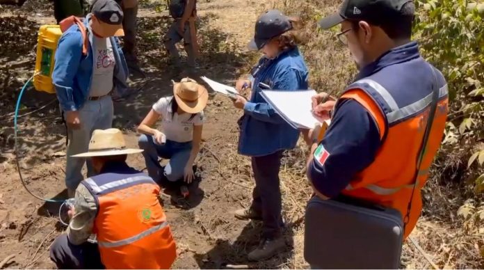 Descartan investigadores nacimiento de volcán en Uruapan; fenómeno fue combustión subterránea por restos orgánicos