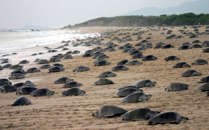 Tortugas