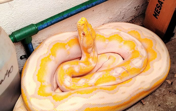 WhatsApp Image 2025-07-09 at 5.32.47 PM (1)