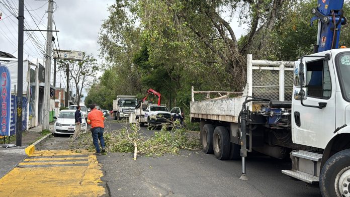 Servicios Públicos inicia poda sanitaria en avenida Solidaridad de Morelia