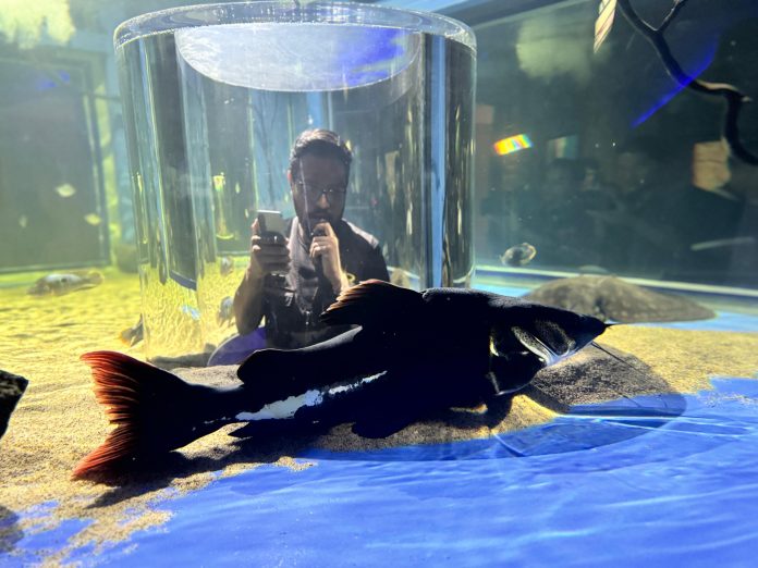 Zoológico de Morelia inaugura Pecera 360 grados Zoológico de Morelia inaugura Pecera 360 grados