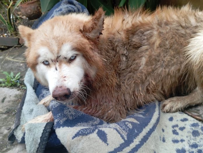 Salvada de milagro: INPA rescata a perrita baleada en Morelia y exige justicia Salvada de milagro: INPA rescata a perrita baleada en Morelia y exige justicia