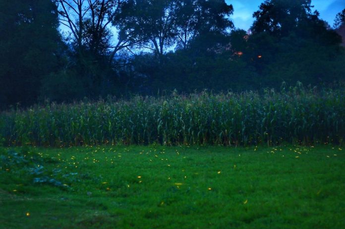 Disfruta la magia de las luciérnagas este verano en Michoacán: Sectur