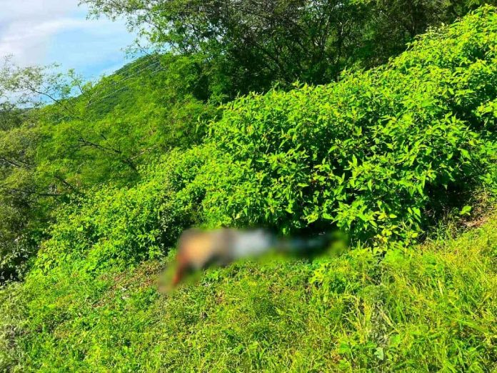 Localizan a hombre asesinado en paraje del municipio de Carácuaro Localizan a hombre asesinado en paraje del municipio de Carácuaro