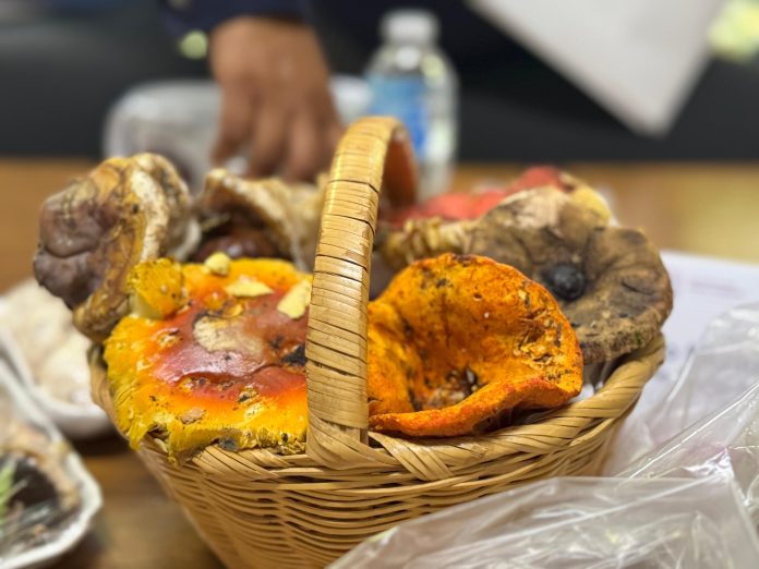Llega al Colegio de Morelia el FungiFest 2025 Llega al Colegio de Morelia el FungiFest 2025