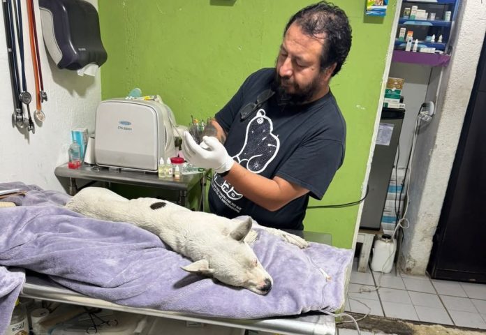 Perrito