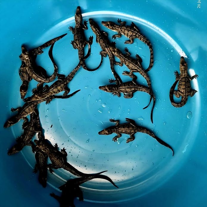 Rescatan 15 crías de cocodrilo en Lázaro Cárdenas Rescatan 15 crías de cocodrilo en Lázaro Cárdenas