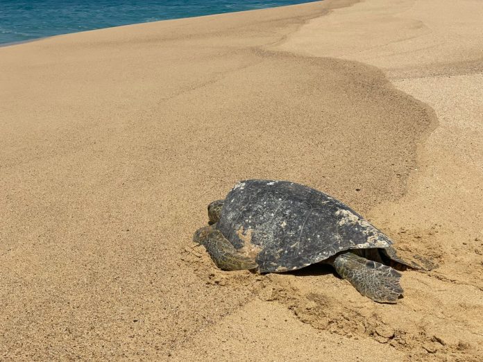 Comienzan arribazones masivas de tortugas marinas en Michoacán: Compesca Comienzan arribazones masivas de tortugas marinas en Michoacán: Compesca