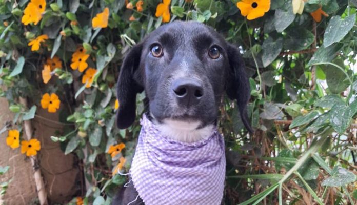 Adopta a una mascota en la cuarta feria de adopción de la "La Casita de Frijol y Tadeo"