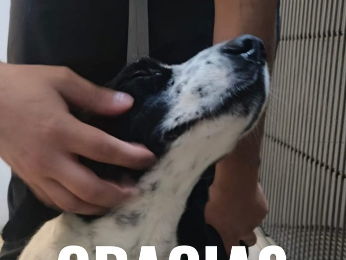 Huesitos