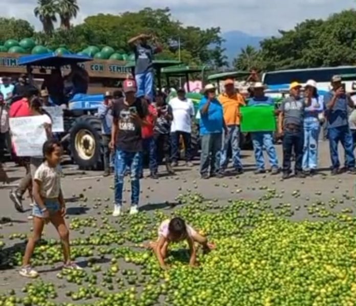 Productores tiran limones en Apatzingán para protestar por la crisis en el campo