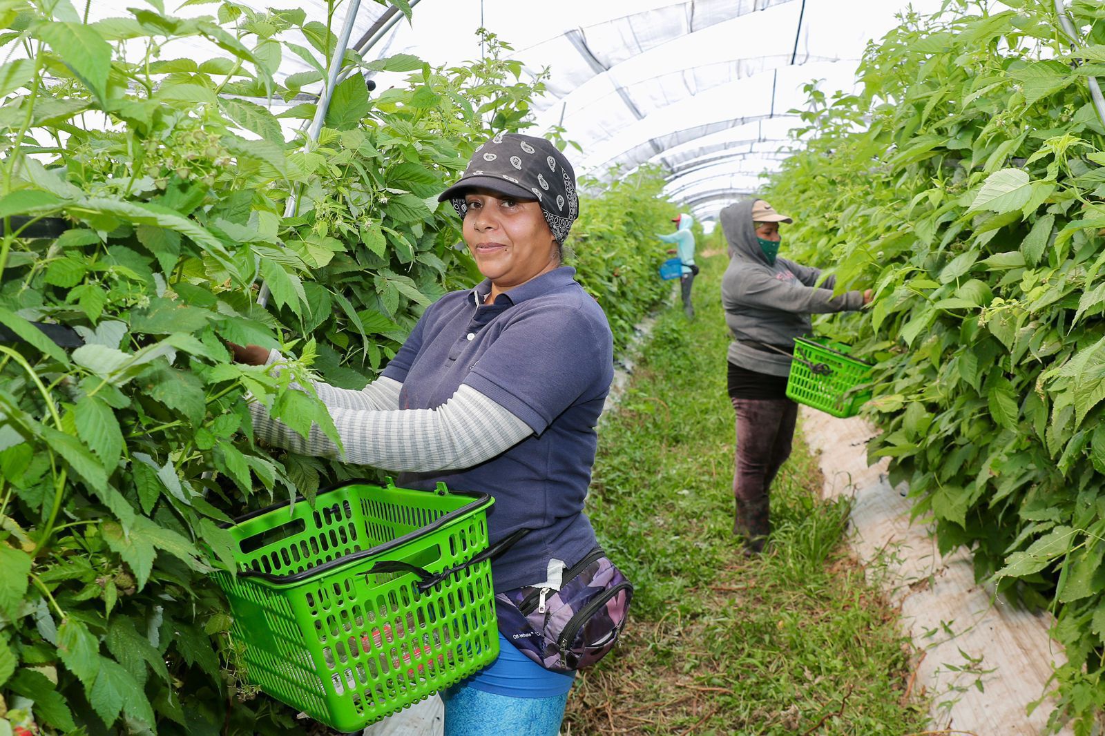 En aumento la formalización laboral en Michoacán: Bedolla En aumento la formalización laboral en Michoacán: Bedolla