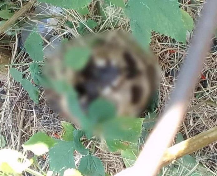 Hallan cráneo humano en un baldío de la colonia La Esperanza, en Morelia Hallan cráneo humano en un baldío de la colonia La Esperanza, en Morelia