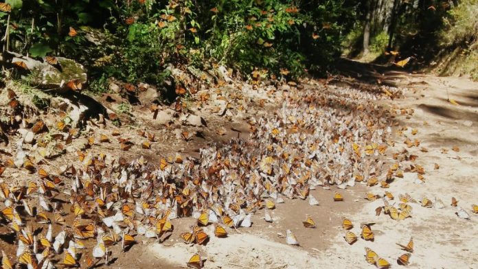 Senguio invita a visitar santuario de las Mariposas Monarca esta temporada: Sectur