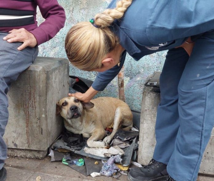 Reportan 10 mascotas extraviadas por pirotecnia durante peregrinaciones en Morelia