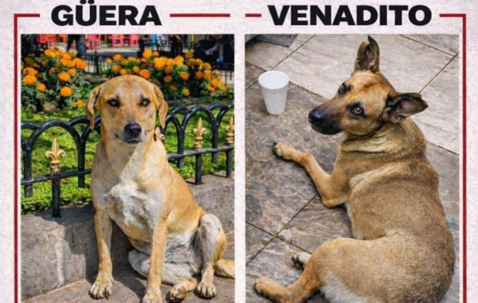 Denuncian desaparición de dos perritos comunitarios en Jiquilpan; ofrecen recompensa de 15 mil pesos