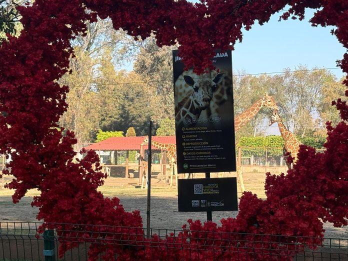 Con bodas masivas y matrimonios en el Zoológico, celebrará Michoacán el 14 de febrero