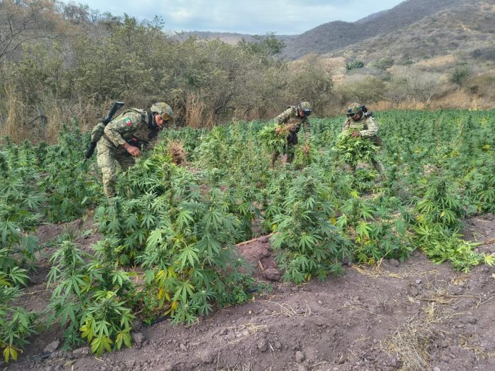 Destruyen más de 13 mil plantas de marihuana en la sierra de Turicato