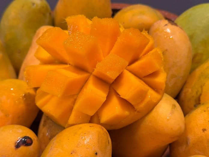 Mango michoacano disminuye su producción por cambio climático