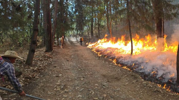 Incendio forestal consume amplia zona boscosa en Tzitzio Incendio forestal consume amplia zona boscosa en Tzitzio