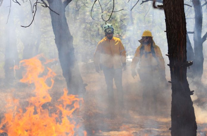 Incendio forestal arrasa más de 700 hectáreas en Nuevo Urecho Incendio forestal arrasa más de 700 hectáreas en Nuevo Urecho
